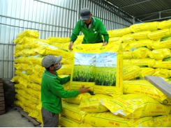 Rice seed enterprises find ways to adapt to 'the Covid times’