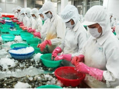Seafood exports plummeted in the first half of August