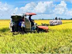 An Giang farmers to have enterprises buy all summer-autumn rice