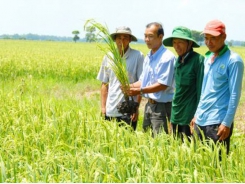 Safe and sustainable rice production for a healthy soil and crop