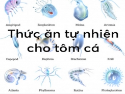 Các nguồn carotenoid tự nhiên cho cá hồi và tôm