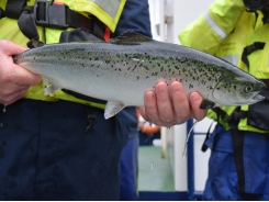 Could microalgal feeds promote sea lice resistance in salmon?