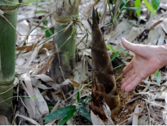 Vietnam’s sweet bamboo see great potential for exports