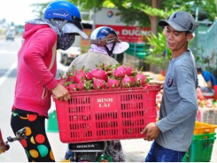 Don’t use Chinese characters and red color on packaging of dragon fruit for export to India