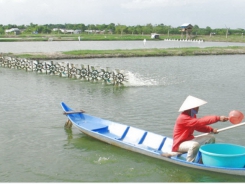 Promoting strength from brackish shrimp farming