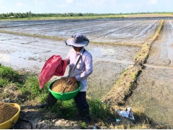 Businesses denounce the 'culprits' causing the drop in rice prices