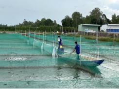 Selection and in-depth research on high economic value fish varieties