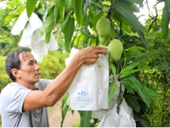 Dong Thap's agricultural restructuring produces fruitful results