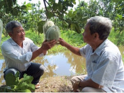 Growing lemons and grapefruits with blockchain technology for export to Europe