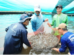 The door for shrimp export is still bright amidst difficulties