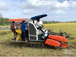 Mekong Delta expands sustainable and high-standard rice plant production areas