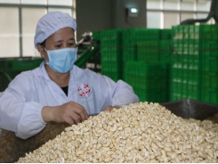 Vietnam's cashew exports to UAE increases by 200%