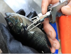 Vắc xin cung cấp cho các nhà sản xuất cá rô phi một nền tảng để tăng trưởng bền vững