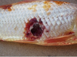 Tìm hiểu về bệnh đốm đỏ (RSD) trên cá