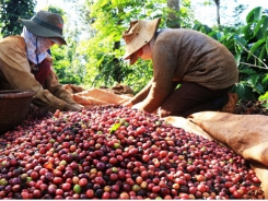 Coffee exports in July 2021 increase in value