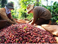 Coffee exports in July 2021 increase in value
