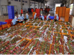 Fruit exporters face risks of being abandoned by customers