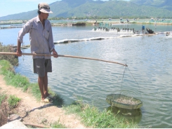 Responding actively to illnesses on farmed shrimp in adverse weather