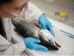 Developing a mass testing tool for fish heart diseases