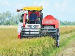 Loc Troi Group supports farmers to produce rice that meets export criteria