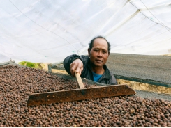 GCP progress towards sustainable coffee