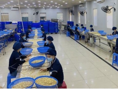 Cashew enterprises are pushing their limit to produce and trade