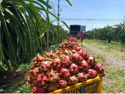 Enthusiastically shifting dragon fruit to the official export quota