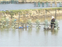 Environmental monitoring fosters shrimp farmers to avoid risks