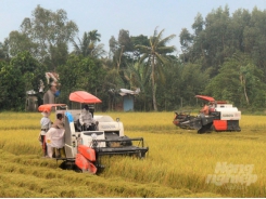 MARD proposed Government support the purchase of summer-autumn rice reserves