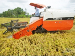 Summer-autumn rice consumption in Mekong Delta provinces facing lot of difficulties