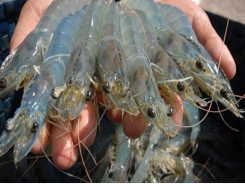Australia strongly increases imports of Vietnamese shrimps