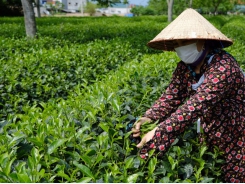 Tea exports up in both volume and value in the first six months