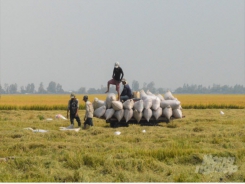 VIETFOOD connects summer-autumn rice consumption in Mekong delta