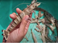 Bac Lieu enriches themselves thanks to shrimp farming