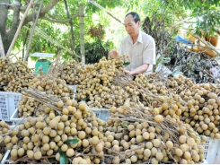 Struggling to find market for above 4,700 tons of longan