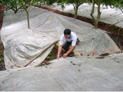 Vinh Long farmers boost off-season rambutan production