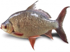 Hiệu quả mô hình nuôi cá mè hôi trong ao đất tại An Giang