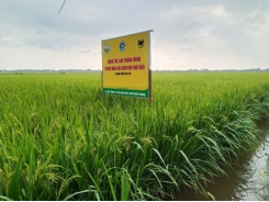 Giải pháp canh tác lúa hiệu quả trên vùng đất nhiễm mặn