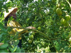 Phu Yen farmers supported to consume agricultural products during social distancing