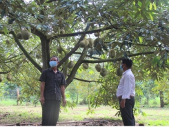 Farmers concerned about durian consumption due to pandemic