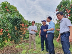 Bắc Giang gỡ khó để nhân rộng mô hình nông nghiệp hữu cơ