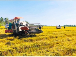 Bạc Liêu mở rộng diện tích canh tác lúa thơm – tôm sạch giúp nông dân làm giàu