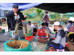 Ngăn chặn nhập lậu, buôn bán tôm hùm giống trái phép