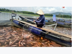 Làm giàu từ nuôi loài cá toàn thân màu hồng