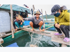 Hai hình ảnh trái ngược ở thủ phủ nuôi tôm hùm của Khánh Hòa