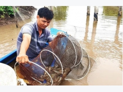 Giá tôm ở Cà Mau tăng trở lại sau thời gian giảm sâu