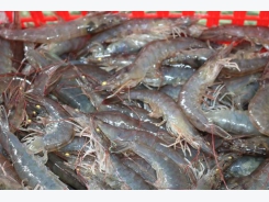 Nhiều nguy cơ phát sinh và lây lan dịch bệnh trên tôm nuôi ở Phú Yên