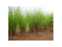 Kỹ Thuật Trồng Cỏ Vetiver