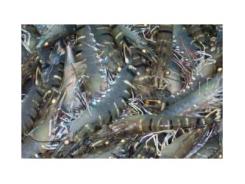 Câu Hỏi Thường Gặp Về Nuôi Tôm Sú
