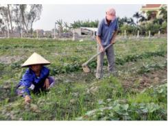 Trồng Thử Nghiệm Giống Cây Khoai Lang Chất Lượng Cao Ở Điền Công (Quảng Ninh)